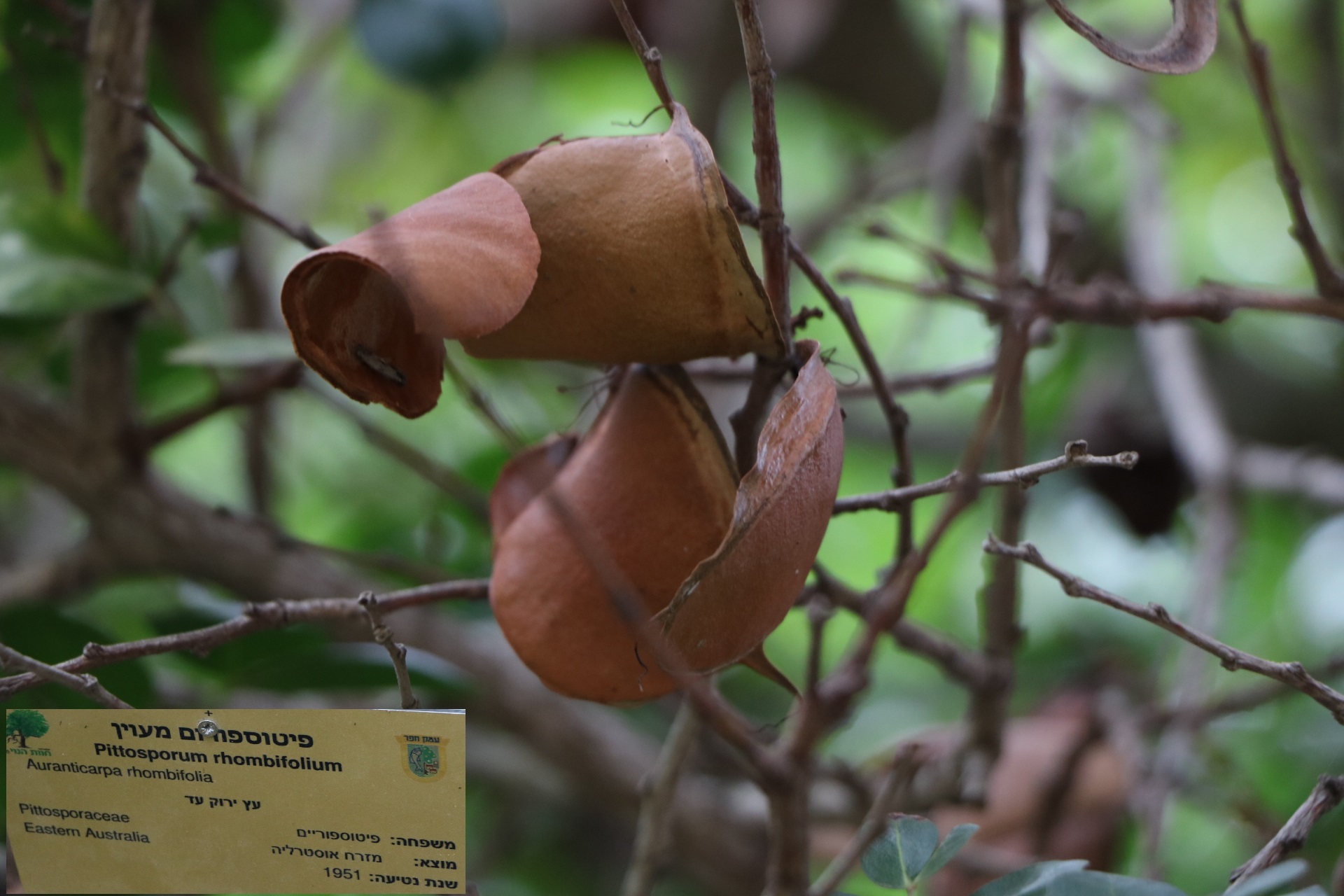 Pittosporum rhombifolium